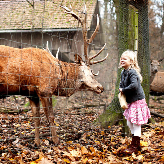 Kleines Mädchen füttert Hirsch.