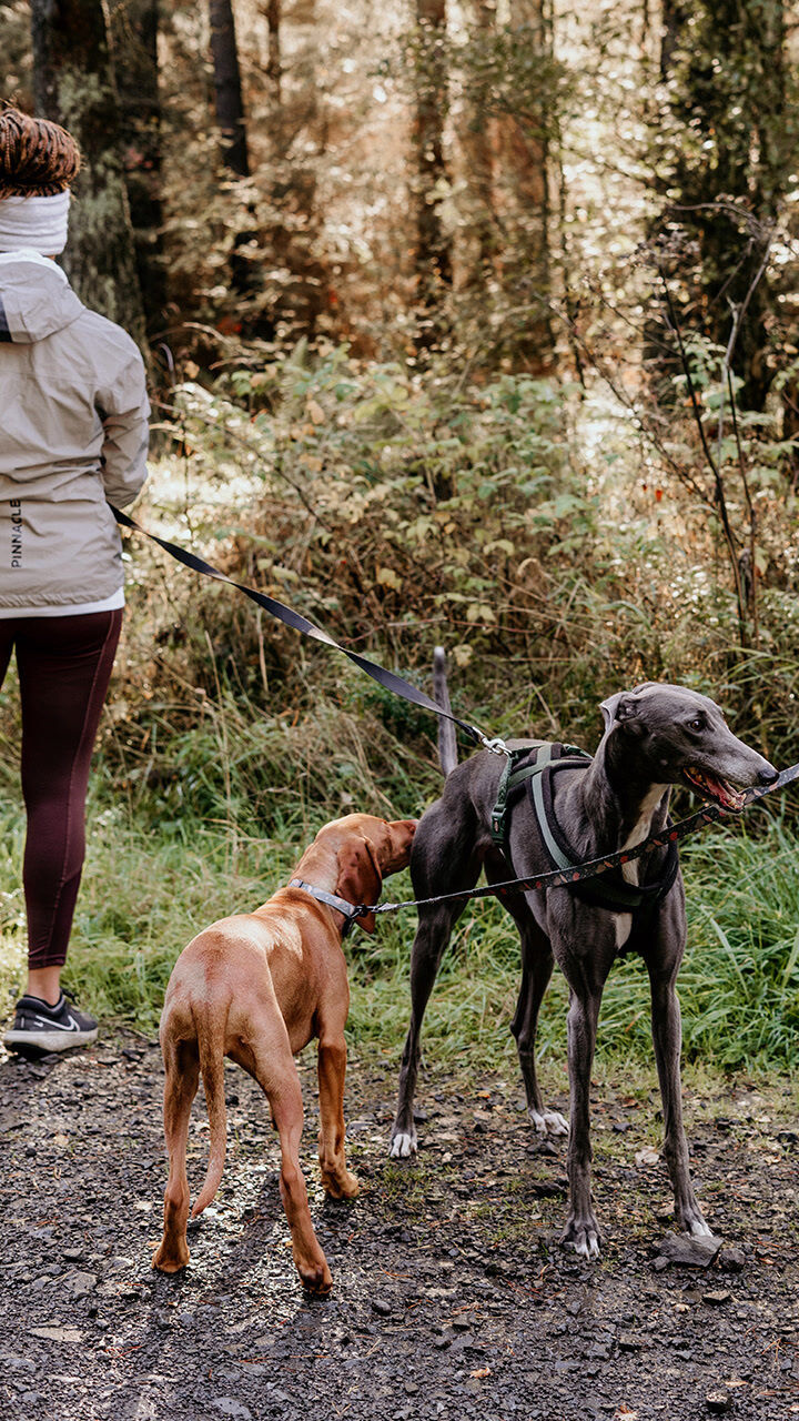 Zwei Hunde an der Leine beschnuppern sich.