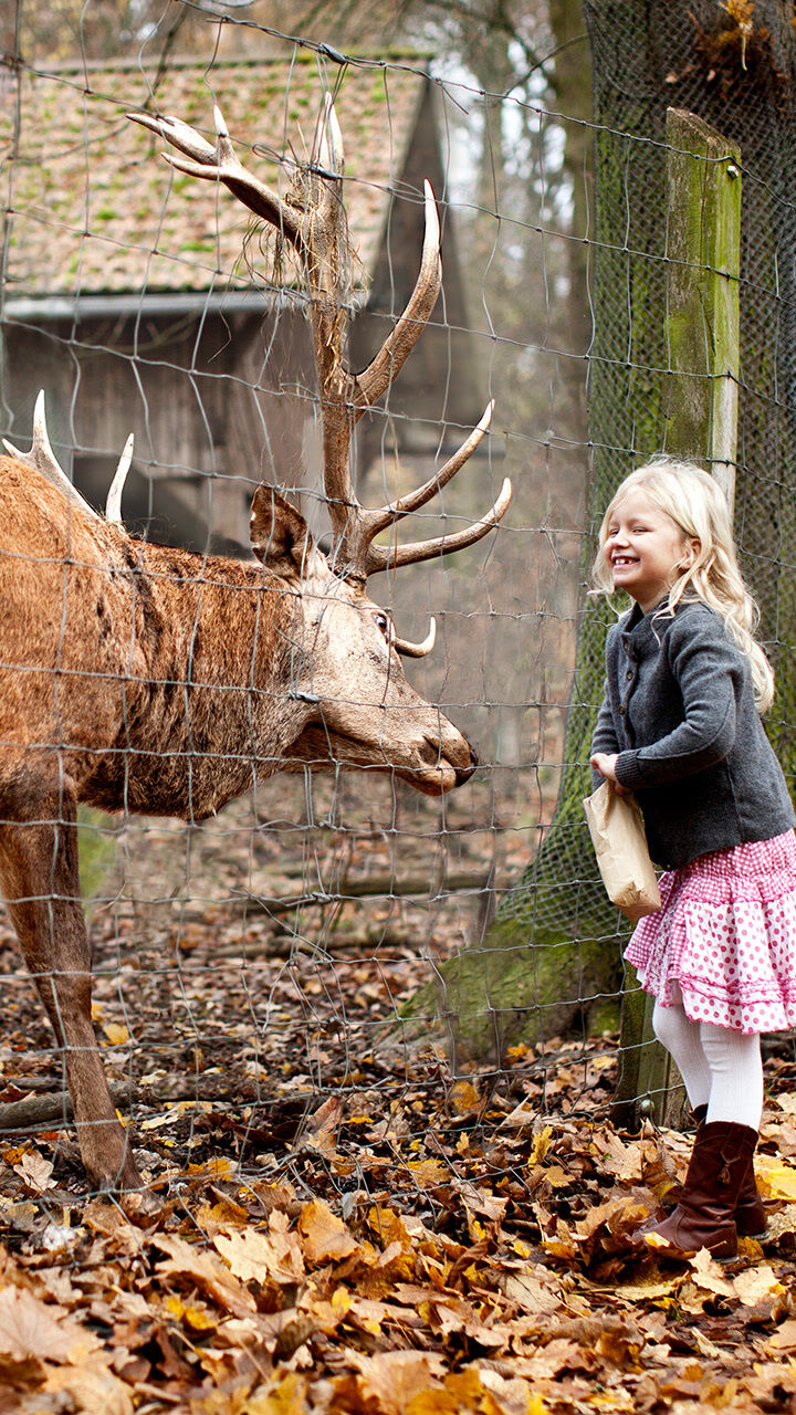 Kleines Mädchen füttert Hirsch.